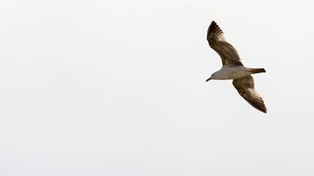 flying seagull with almost white backgroundの写真素材