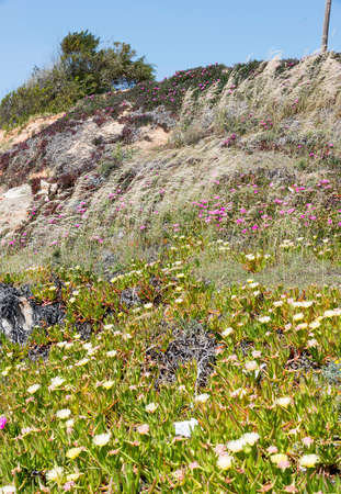 flowers on the hills in the north algarveの写真素材
