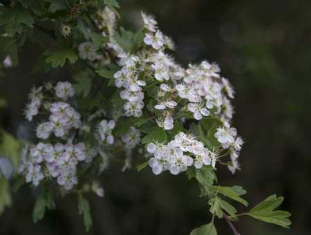closeup of small blossom flowersのeditorial素材