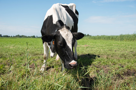 cow on green grass looking at cameraの写真素材