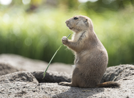 Cynomys, derives from the Greek for dog mouseの写真素材