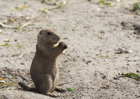 Cynomys, derives from the Greek for dog mouse