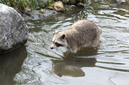 raccoon walking in the water near the rocksの写真素材