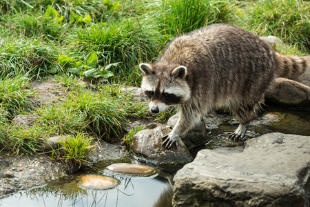 raccoon walking in the green grass near rocks and waterの写真素材