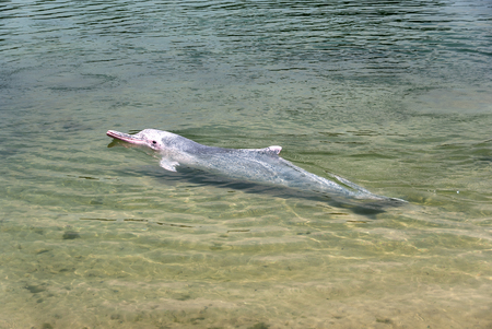 very rare pink dolphin in Singapore protection areaの写真素材