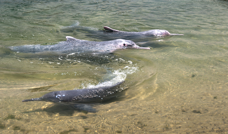 very rare pink dolphins in  protection areaの写真素材