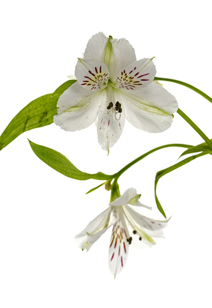 white alstroemeria flowers  on white backgroundの写真素材