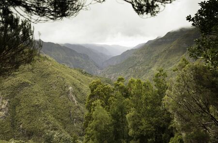 green nature on the madeira island mountainsの写真素材