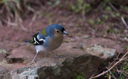Madeiran chaffinch bird on portuguese island of madeiraの写真素材