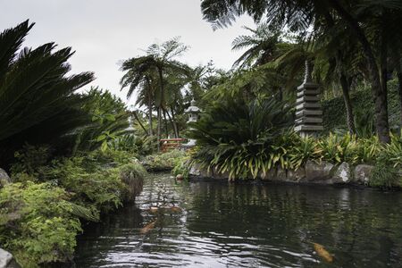 japanese garden with goldfich en green plants in madeira botanical gardenのeditorial素材