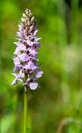 orchis majalis in botanical garden of Ruckphen in hollandの写真素材