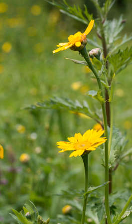 Tragopogon orientalis yellow flower in garden in Hollandの写真素材
