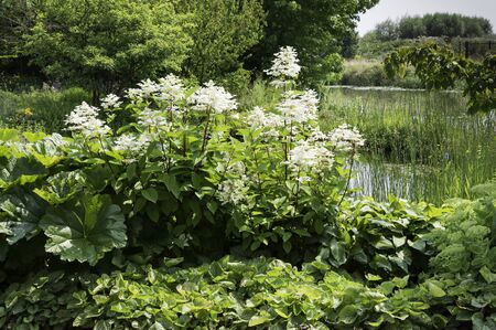 big white hortensia plant in garden near a small river and lot of green plants
