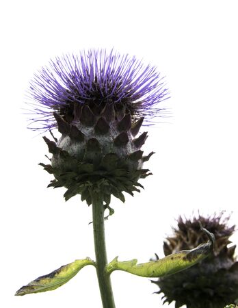 flowering ppurple and green artichoke on white backgroundの写真素材