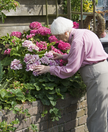 old woman 91 years old working in her garden with the hortensia flowers and green plantsの写真素材