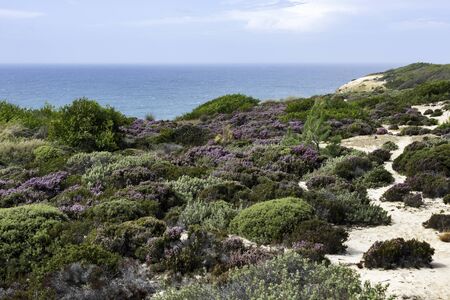 plants grasses flowers and erica at the portugal west coast with the ocean as backgroundの写真素材
