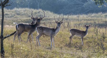 group of young fallo wdeer looking curious at the camera in holland nature area called amsterdam waterleiding duingebiedの写真素材