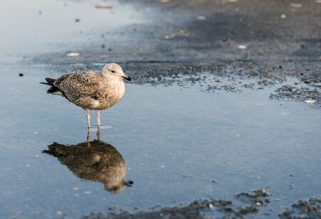 young seagull bird standing in the water pondの写真素材