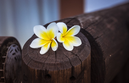 yellow tropical flowers on wooden pole zen feelingの写真素材