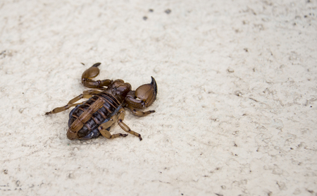 wildlife scorpion in south africa