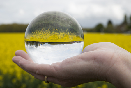 rapeseed field or yello oilseed called brassica seen through glass sphere ball in womans handの写真素材