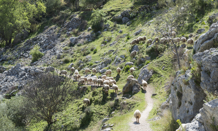 the herd of sheep in the mountains between the rocks of andalusia near the place zuherosの写真素材