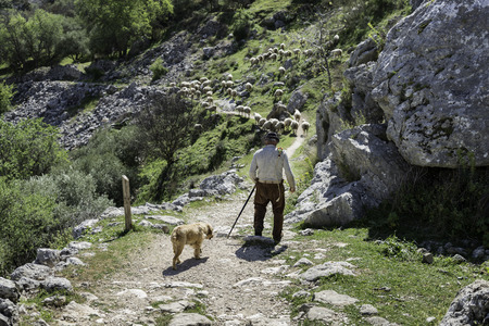 ZUHEROS,SPAIN,5-APRIL-2017: Unidentified shepherd walking with his sheep in the mountains of andalusia in Zheros on 5 april 2017, the sheeps still used for milf for the cheese in spainのeditorial素材