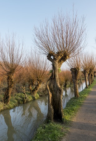 pollard willow in nature in Hollandの写真素材