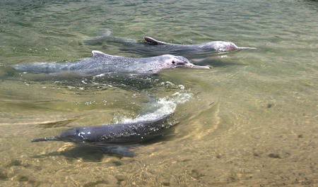 very rare pink dolphinsの写真素材