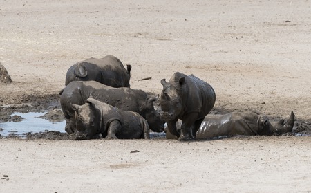 group of hippo animalsの写真素材