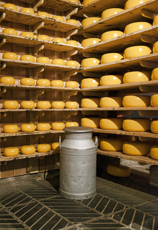 shelves with fresh cheese and a milk can