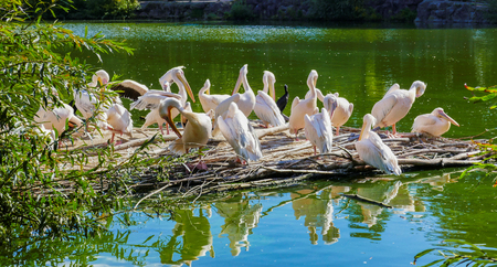 group of pelican birdsの写真素材