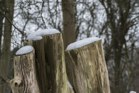 three wooden tree stumps with snow on the headの写真素材