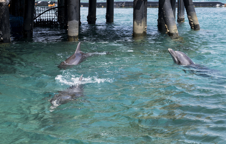 three swimming dolphins in the israel city eilatの写真素材