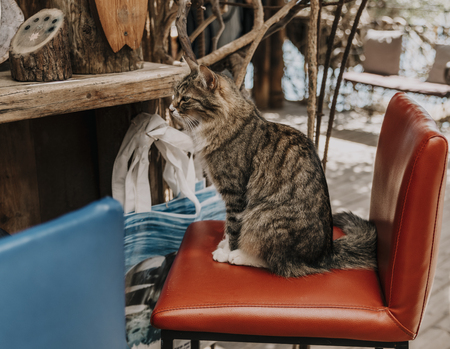 cat sitting at the barの写真素材