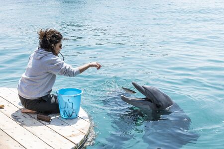 feeding the dolphins near eilat in Israelのeditorial素材