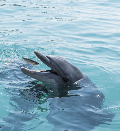 feeding the dolphins near eilat in Israelの写真素材