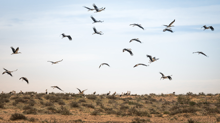 Israel, Negev, a flock of migrating storks fly over a cultivated field. Birds are a major pest to farmersの写真素材