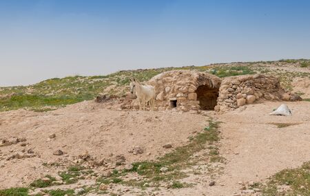 donkey in front of stone built house inhabited by Bedouin