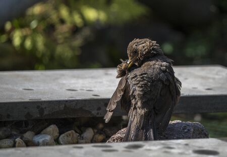 blackbird washes itself after a bath in the gardenの写真素材