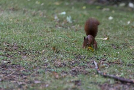 squirrel busy hiding seeds in the ground for winter stockの写真素材