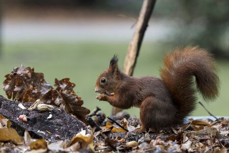 red squirrel looking for seeds and other foods and find peanuts on garden table