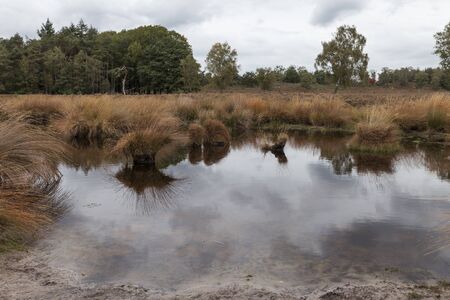 waving reeds and golden grass in the peat bogs the sprengen at epe in the netherlandsの写真素材