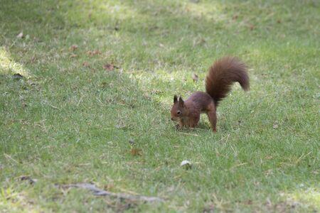squirrel busy hiding seeds in the ground for winter stockの写真素材