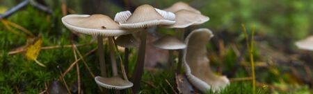 group fungus on green moss in the forest