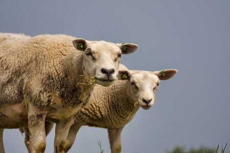 two curious sheep looking art the camera white eating grassの写真素材