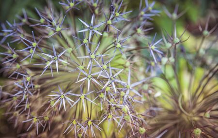 wild onion allium flowers macro detail backgroundの写真素材