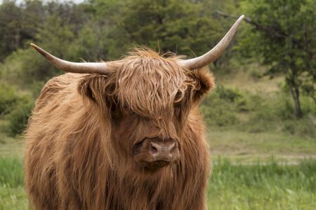 wild galloway deer in the dunes of hollandの写真素材