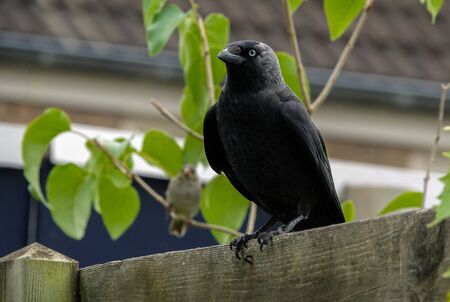 Jackdaw Corvus monedula on thick wooden fence in a gardenの写真素材