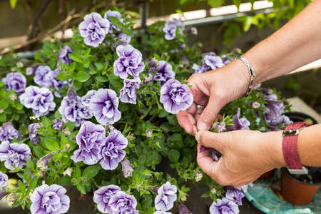 Petunia trailing,woman dead heading picking off dead flowers with her hands in a english garden full of flowersの写真素材